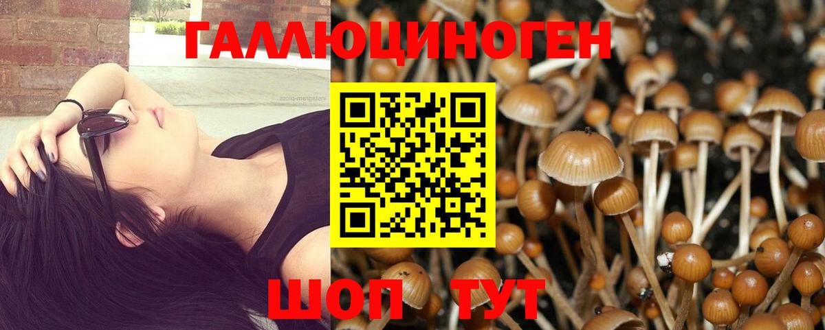 Псилоцибиновые грибы Psilocybine cubensis Кострома